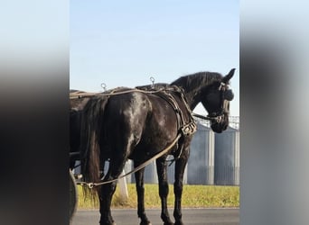 Sonstige Rassen, Stute, 17 Jahre, 17 hh, Rappe