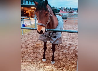 Other Breeds, Mare, 18 years, 14.2 hh, Brown-Light