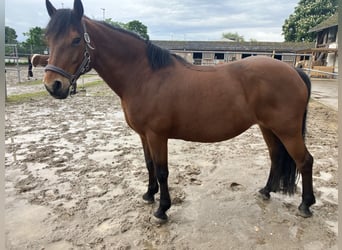 Other Breeds, Mare, 18 years, 14.2 hh, Brown-Light