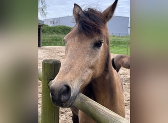 Other Breeds, Mare, 18 years, 14.2 hh, Buckskin