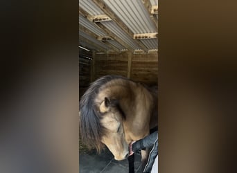 Other Breeds, Mare, 18 years, 14.2 hh, Buckskin