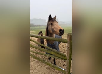 Other Breeds, Mare, 18 years, 14.2 hh, Buckskin