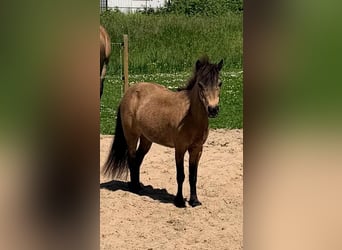 Other Breeds, Mare, 18 years, 14.2 hh, Buckskin
