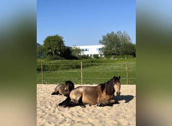 Other Breeds, Mare, 18 years, 14.2 hh, Buckskin