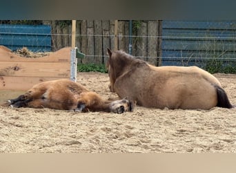 Other Breeds, Mare, 18 years, 14.2 hh, Buckskin