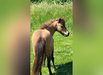 Other Breeds, Mare, 18 years, 14.2 hh, Buckskin