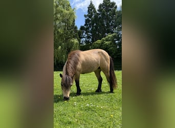 Other Breeds, Mare, 18 years, 14.2 hh, Buckskin