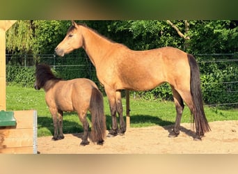 Other Breeds, Mare, 18 years, 14.2 hh, Buckskin