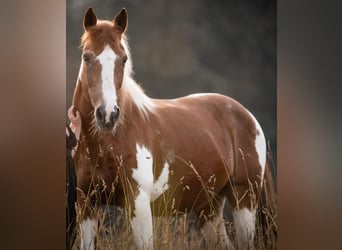 Other Breeds, Mare, 18 years, 14,1 hh, Pinto