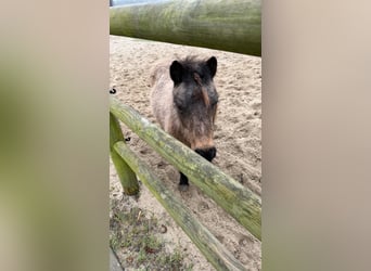 Other Breeds, Mare, 18 years, 14,2 hh, Buckskin