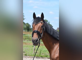 Sonstige Rassen, Stute, 18 Jahre, 15,2 hh, Rotbrauner