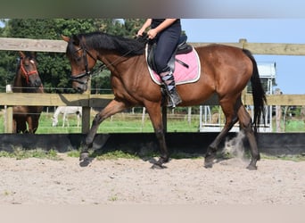 Sonstige Rassen, Stute, 18 Jahre, 15,2 hh, Rotbrauner