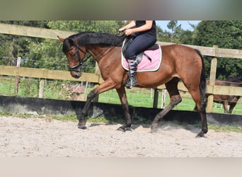 Other Breeds, Mare, 18 years, 15,2 hh, Brown