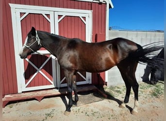 Other Breeds, Mare, 18 years, Brown