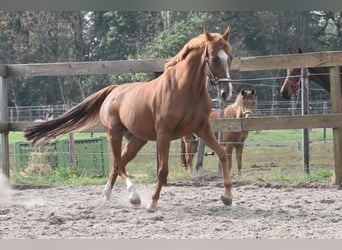 Other Breeds, Mare, 19 years, 14.3 hh, Chestnut-Red