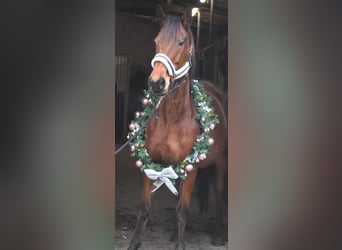 Other Breeds, Mare, 19 years, 15,2 hh, Brown