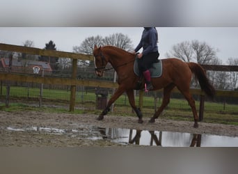 Other Breeds, Mare, 19 years, 15.2 hh, Chestnut-Red