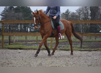 Other Breeds, Mare, 19 years, 15.2 hh, Chestnut-Red
