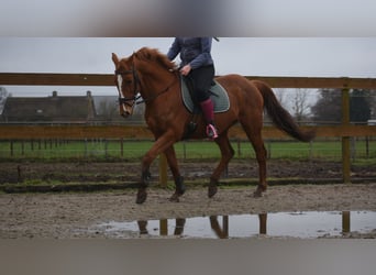 Other Breeds, Mare, 19 years, 15.2 hh, Chestnut-Red