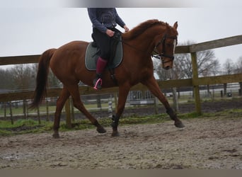 Other Breeds, Mare, 19 years, 15.2 hh, Chestnut-Red