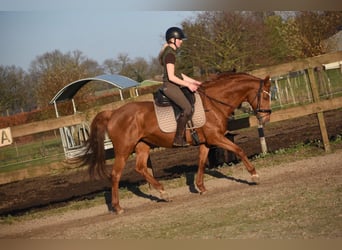 Other Breeds, Mare, 19 years, 15.3 hh, Chestnut-Red