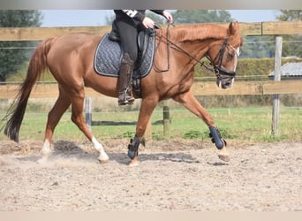 Other Breeds, Mare, 19 years, 15 hh, Chestnut-Red
