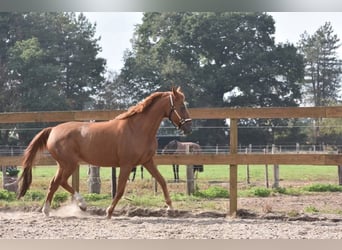 Other Breeds, Mare, 19 years, 15 hh, Chestnut-Red