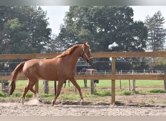 Other Breeds, Mare, 19 years, 15 hh, Chestnut-Red