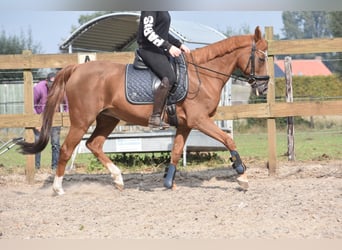 Other Breeds, Mare, 19 years, 15 hh, Chestnut-Red