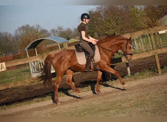 Other Breeds, Mare, 19 years, 15,2 hh, Chestnut-Red