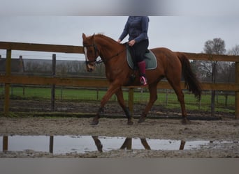 Other Breeds, Mare, 19 years, 15,2 hh, Chestnut-Red
