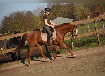 Other Breeds, Mare, 19 years, 15,2 hh, Chestnut-Red