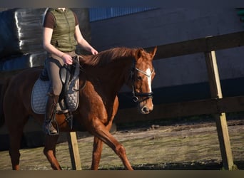 Other Breeds, Mare, 19 years, 15,2 hh, Chestnut-Red