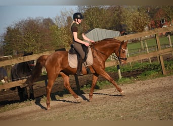 Other Breeds, Mare, 19 years, 15,2 hh, Chestnut-Red