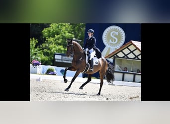 Other Breeds Mix, Mare, 19 years, 16.2 hh, Bay