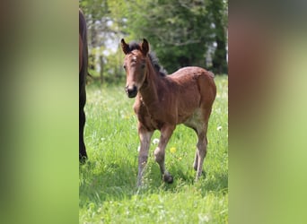 Other Breeds, Mare, 1 year, 10.2 hh, Brown
