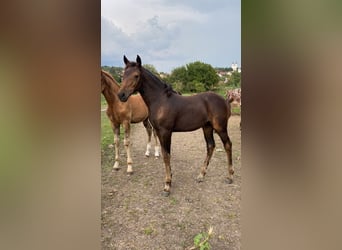 Other Breeds Mix, Mare, 1 year, 13.2 hh, Black
