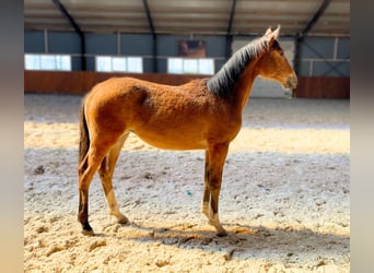 Other Breeds, Mare, 1 year, 14.1 hh, Brown
