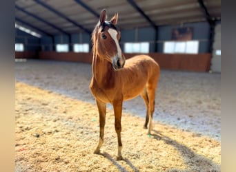Other Breeds, Mare, 1 year, 14.1 hh, Brown