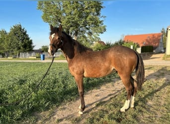 Other Breeds, Mare, 1 year, 14.1 hh, Can be white
