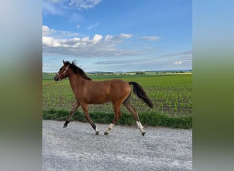Other Breeds, Mare, 1 year, 14,1 hh, Brown