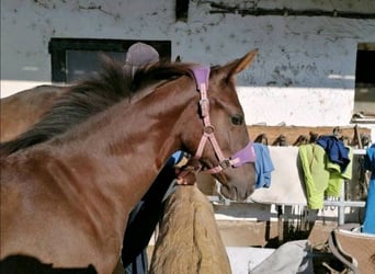 Other Breeds, Mare, 1 year, 16 hh, Chestnut