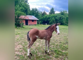 Other Breeds, Mare, 1 year, 16 hh, Pinto