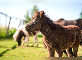 Other Breeds, Mare, 1 year, 8,1 hh, Gray