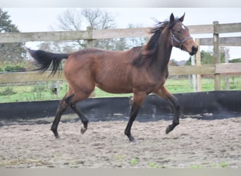 Other Breeds, Mare, 1 year, Bay-Dark