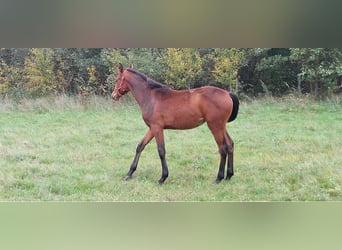 Other Breeds, Mare, 1 year