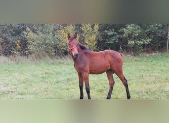 Other Breeds, Mare, 1 year