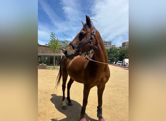 Other Breeds, Mare, 20 years, 13 hh, Chestnut