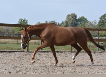 Other Breeds, Mare, 20 years, 14.3 hh, Chestnut-Red