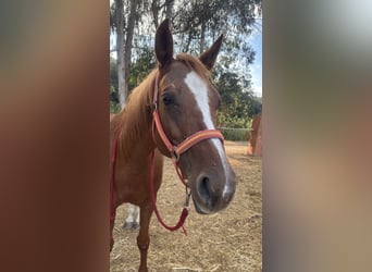 Other Breeds, Mare, 20 years, 14.3 hh, Chestnut-Red